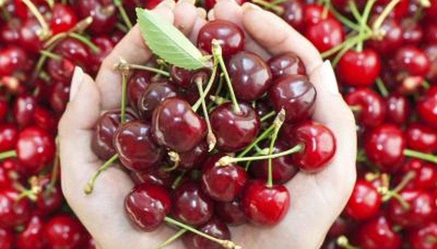 The Carmine Jewel cherry tree produces edible fruit. The Carmine Jewel cherry tree produces edible fruit.
