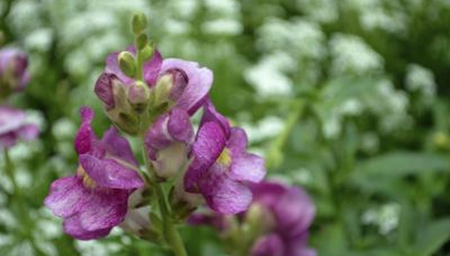 purple snapdragons purple snapdragons