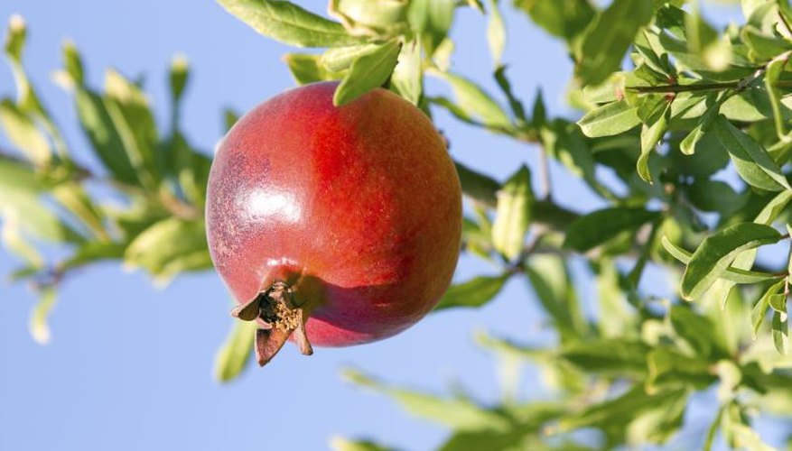 A ripe pomergranate hangs from a tree branch. A ripe pomergranate hangs from a tree branch.