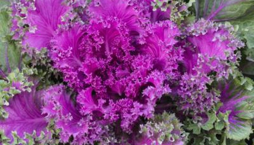 Brilliant, crinkled kale leaves light up the garden. Brilliant, crinkled kale leaves light up the garden.