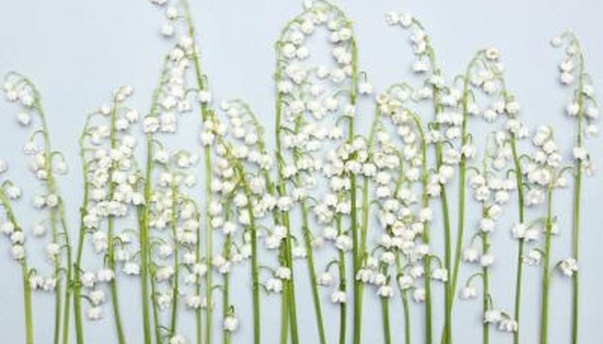 Fragrant Lily of the Valley flowers. Fragrant Lily of the Valley flowers.