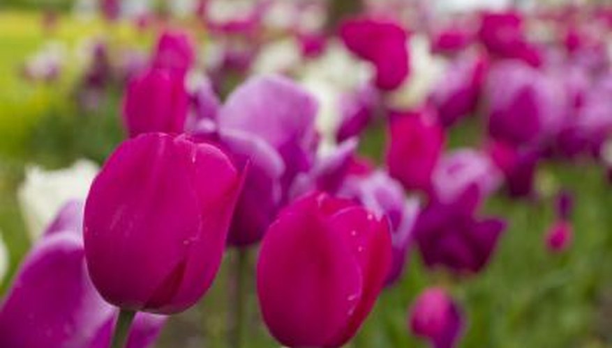 pink and white tulips pink and white tulips