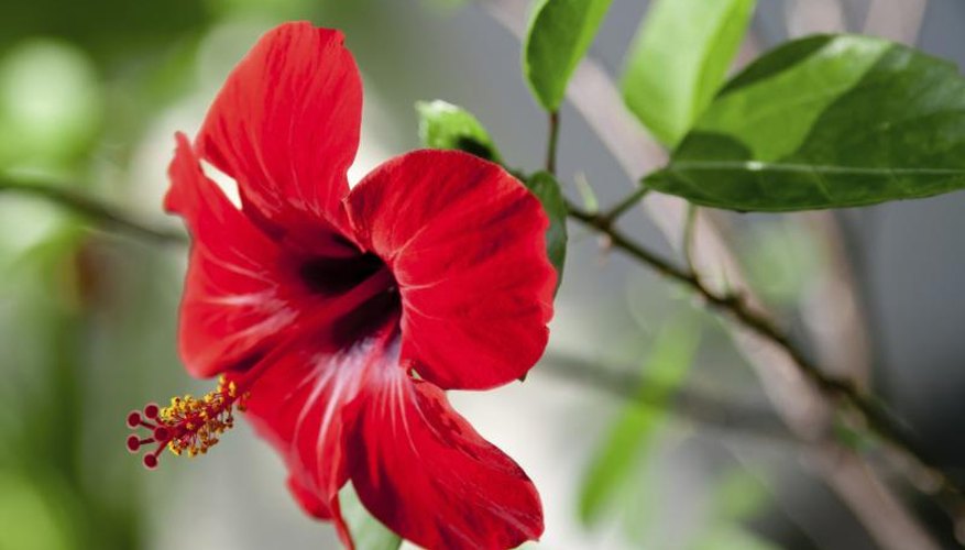 A red hibiscus flower blooming. A red hibiscus flower blooming.