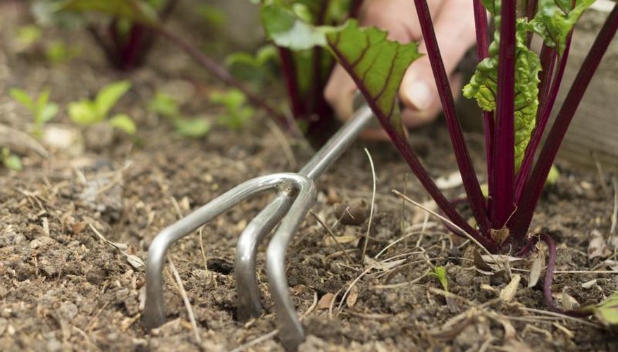A close-up of a person using a digger fork to loosen soil around a beet plant. A close-up of a person using a digger fork to loosen soil around a beet plant.