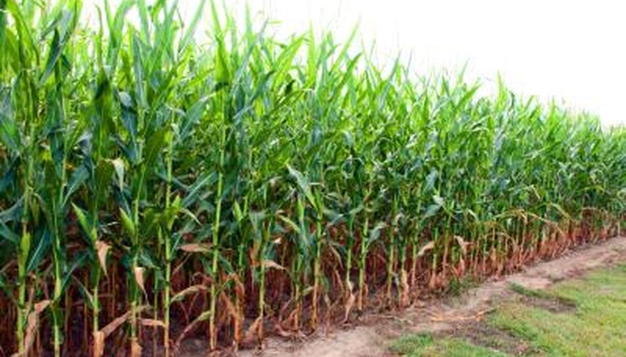 Corn is used for many different purposes. Corn is used for many different purposes.