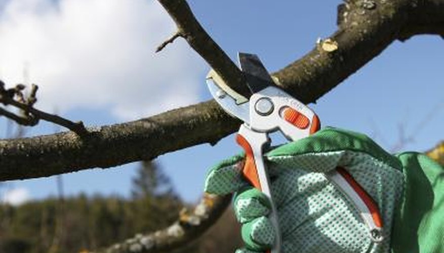The average cost of cutting a tree ranges from $75-$1,000 or more. The average cost of cutting a tree ranges from $75-$1,000 or more.