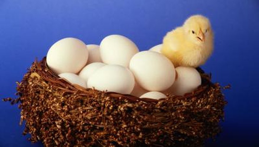 Baby chick on a nest full of white bird eggs. Baby chick on a nest full of white bird eggs.