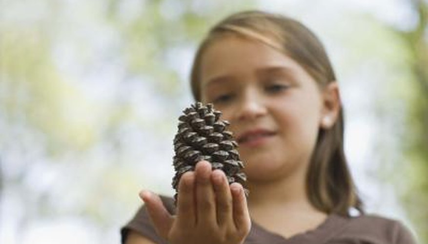 Pine cones come in a range of shapes and sizes. Pine cones come in a range of shapes and sizes.
