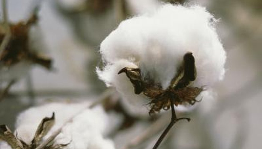 Ripe cotton bursts out of its protective bolls. Ripe cotton bursts out of its protective bolls.