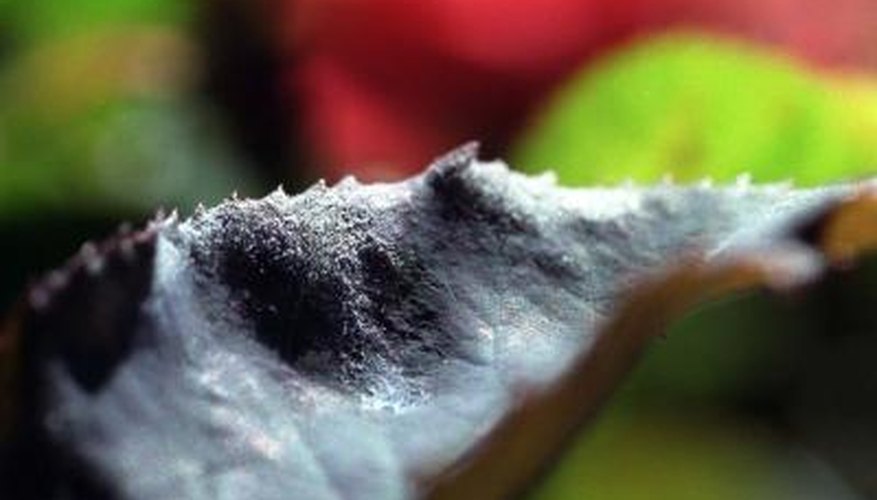 Powdery mildew is one of the most common plant diseases. Powdery mildew is one of the most common plant diseases.