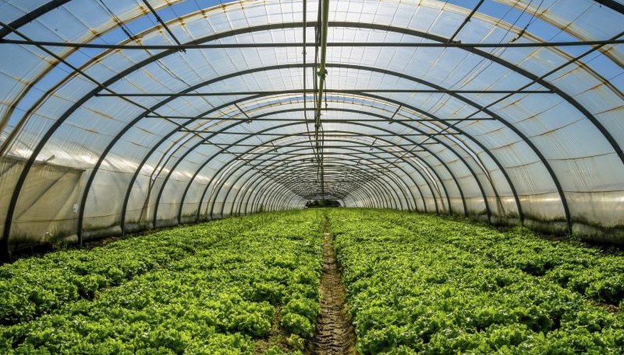 A large greenhouse filled with leafy greens. A large greenhouse filled with leafy greens.