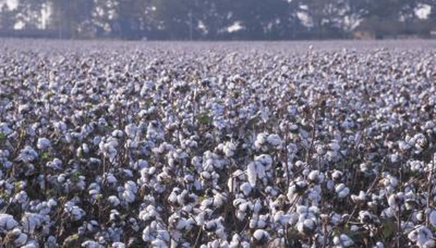 Cotton field Cotton field