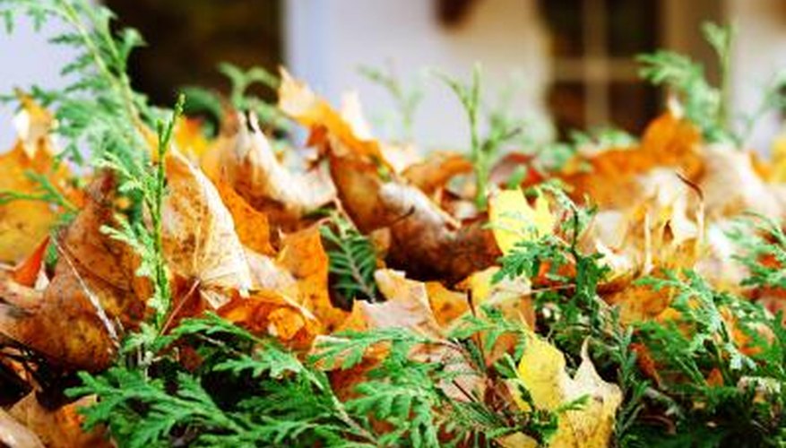 A close-up of an evergreen shrub in autumn. A close-up of an evergreen shrub in autumn.