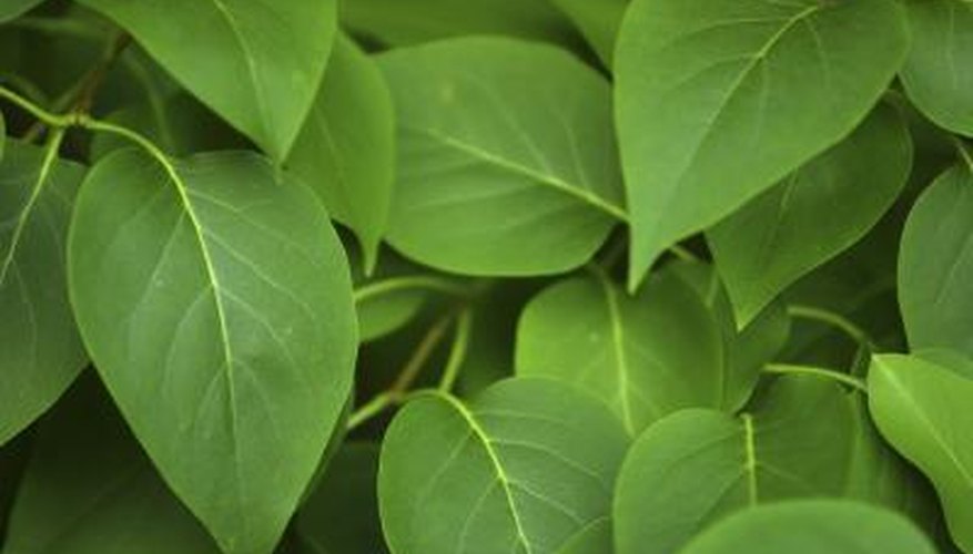 Leaves. Leaves.