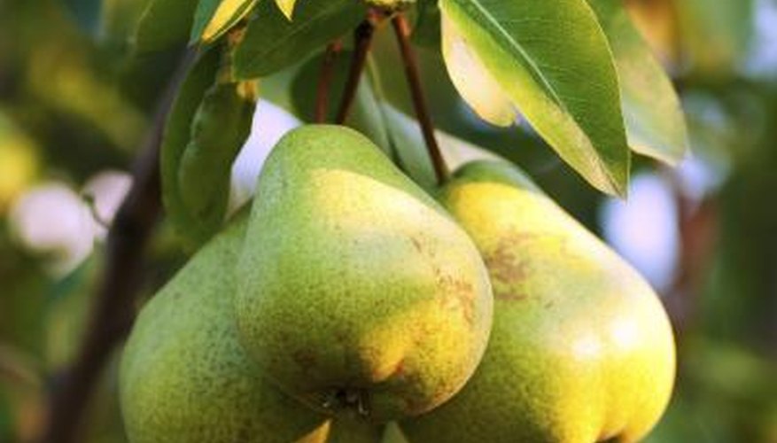 Types Of Self Pollinating Fruit Trees Garden Guides types-of-self-pollinating-fruit-trees-garden-guides