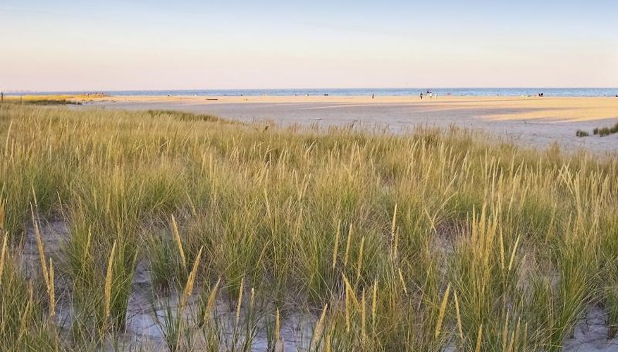 Beach grass growing along the jersey shore. Beach grass growing along the jersey shore.