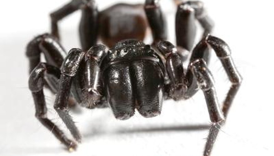 Trap Door Spider Trap Door Spider