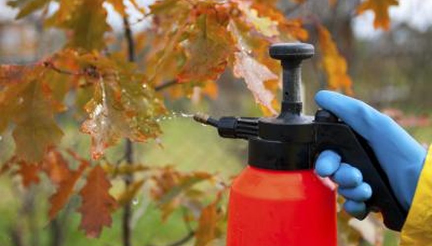 A person sprays fungicide onto a dwarf oak tree. A person sprays fungicide onto a dwarf oak tree.