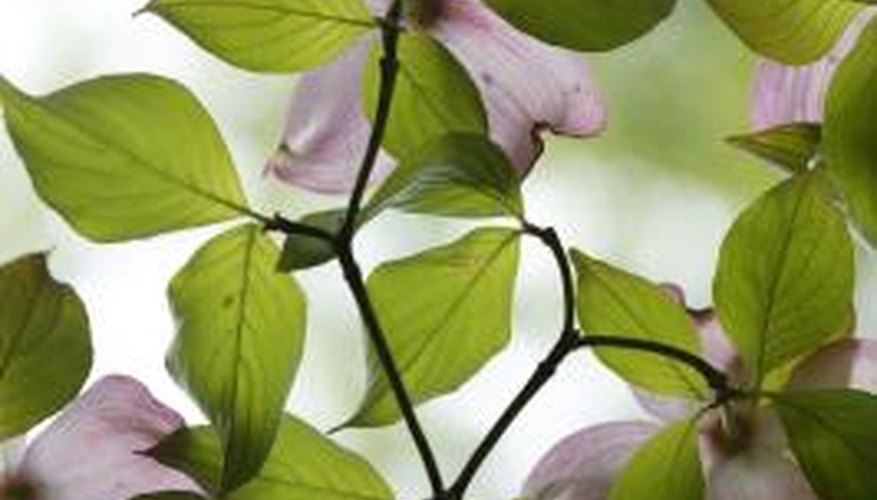 Get the conditions right and the tree will flower abundantly. Get the conditions right and the tree will flower abundantly.