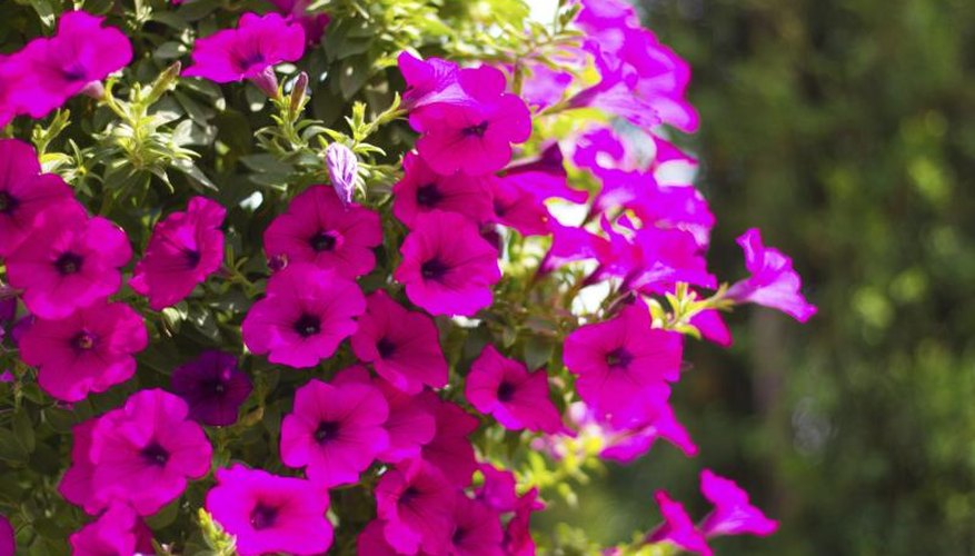 Deep pink petunias spreading up a trellis. Deep pink petunias spreading up a trellis.