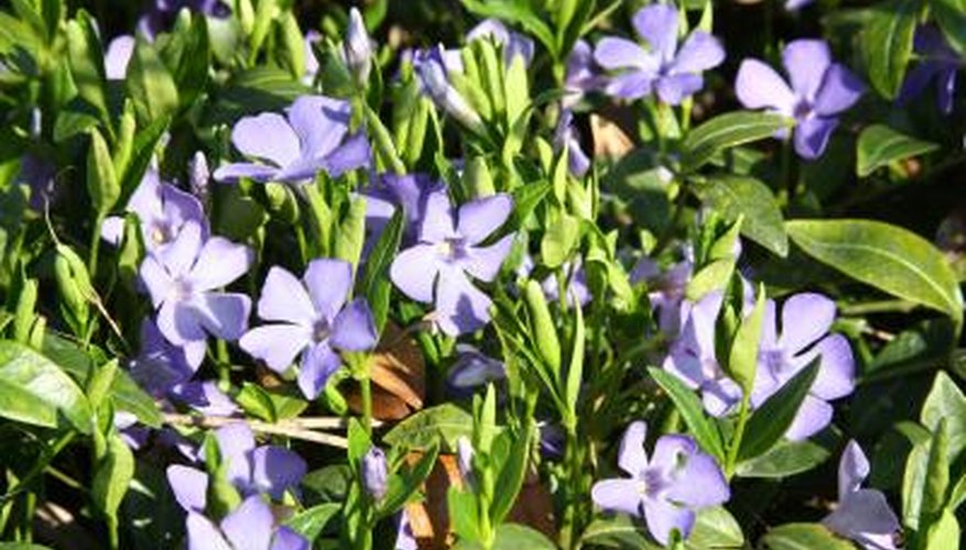 vinca periwinkle flowers vinca periwinkle flowers