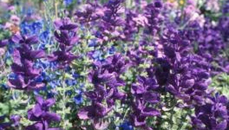 The hardy annual takes up less room in your garden and blooms from midsummer to September. The hardy annual takes up less room in your garden and blooms from midsummer to September.