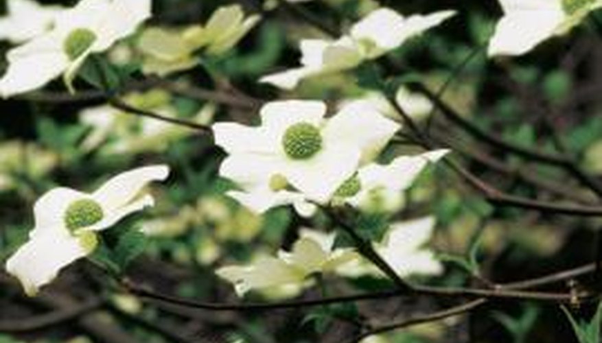 Regular light fertilization will keep your dogwood healthy. Regular light fertilization will keep your dogwood healthy.