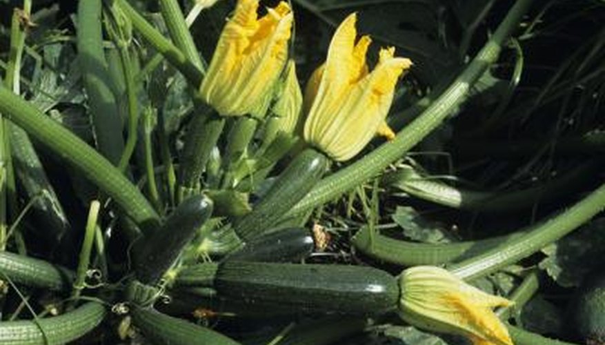 Squash grows well in pots with hot sun. Squash grows well in pots with hot sun.