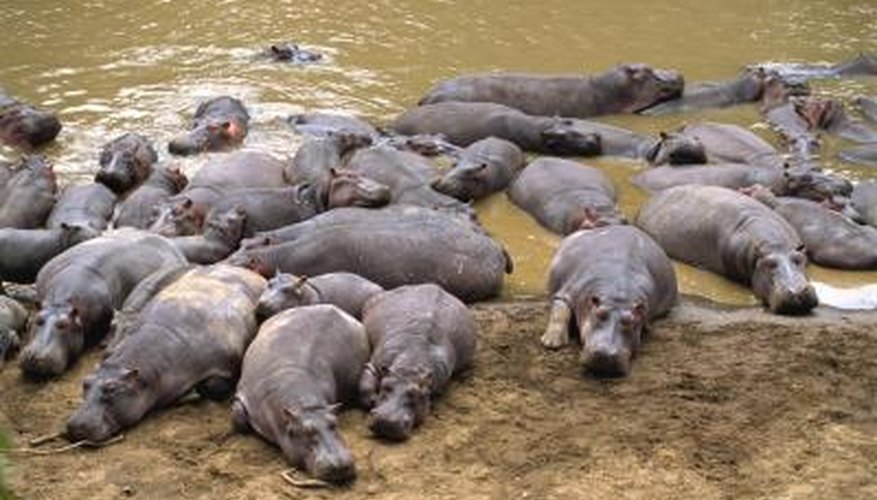 A herd of hippopotamus bathe and rest in the mud. A herd of hippopotamus bathe and rest in the mud.