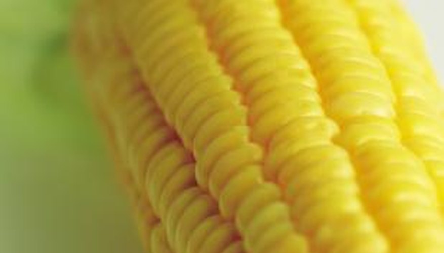 Sweet Corn Sweet Corn
