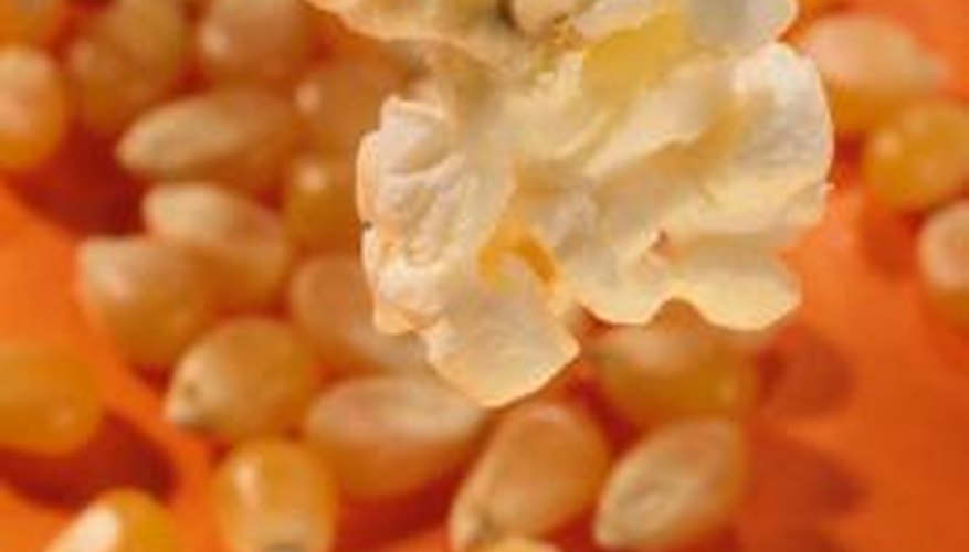Special varieties of corn produce kernels with different properties. Special varieties of corn produce kernels with different properties.