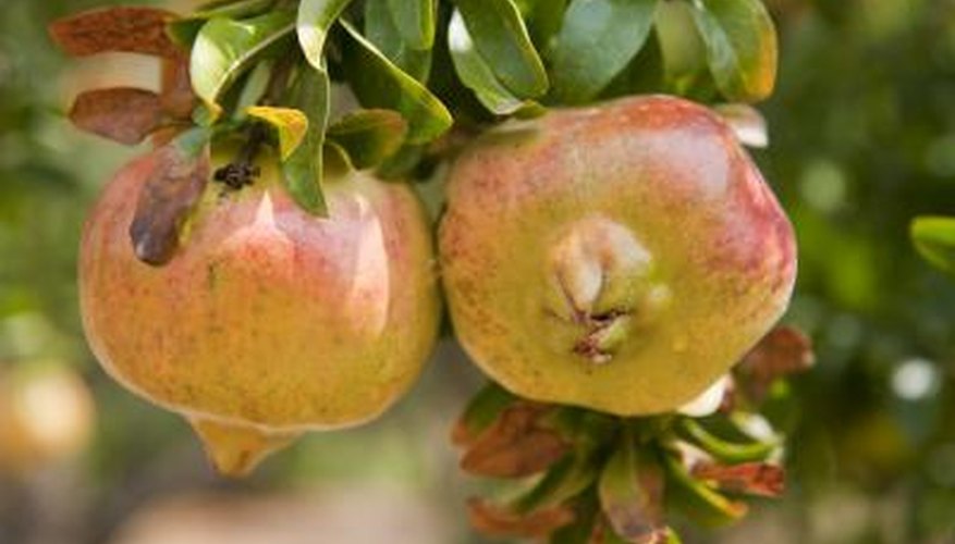 Types Of Self Pollinating Fruit Trees Garden Guides types-of-self-pollinating-fruit-trees-garden-guides