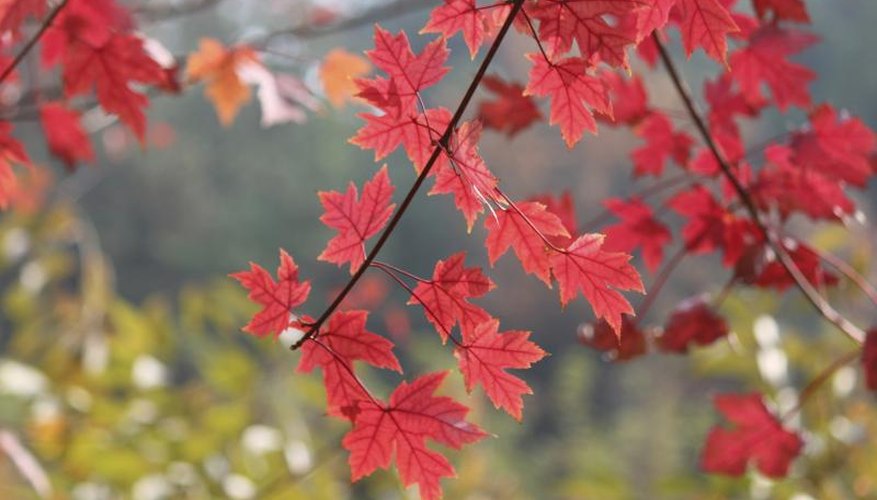 The leaves of a red maple tree. The leaves of a red maple tree.