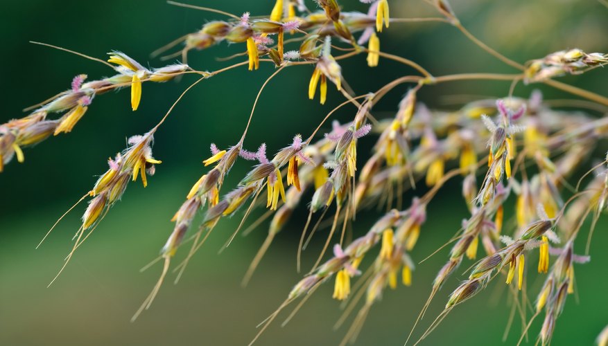 Plumes of seed heads rise above Indian grass. Plumes of seed heads rise above Indian grass.