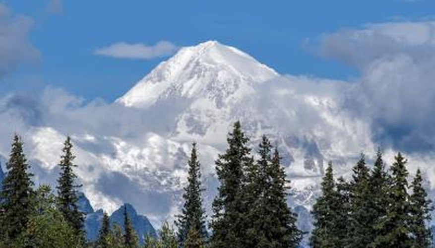Spruce trees backed by Mount McKinley Spruce trees backed by Mount McKinley