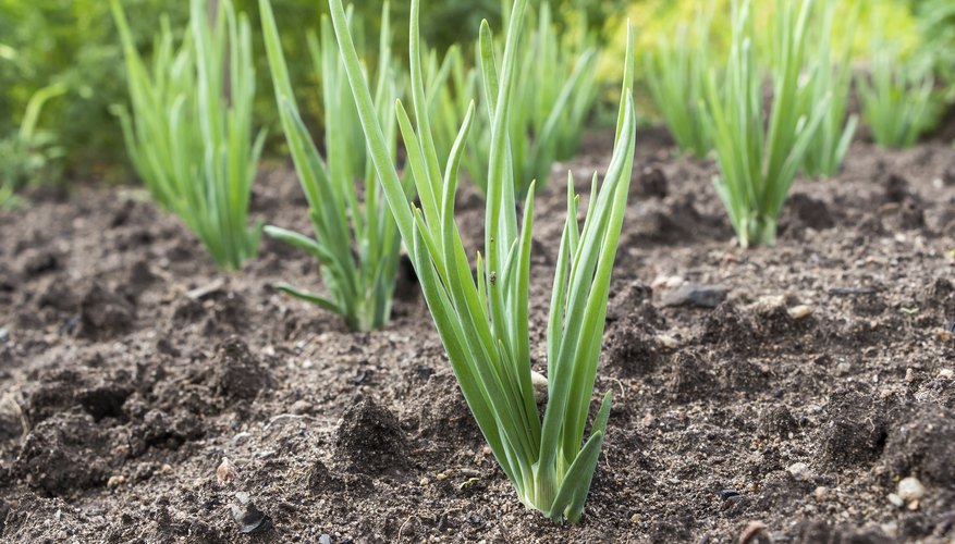 Remove rocks and hard clumps of soil from onion planting beds. Remove rocks and hard clumps of soil from onion planting beds.