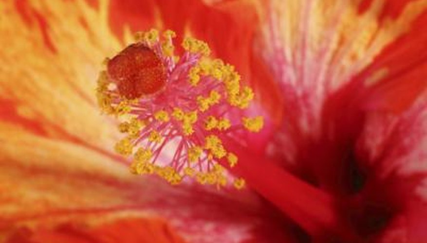 It's hard to identify pollen without a magnifying glass. It's hard to identify pollen without a magnifying glass.