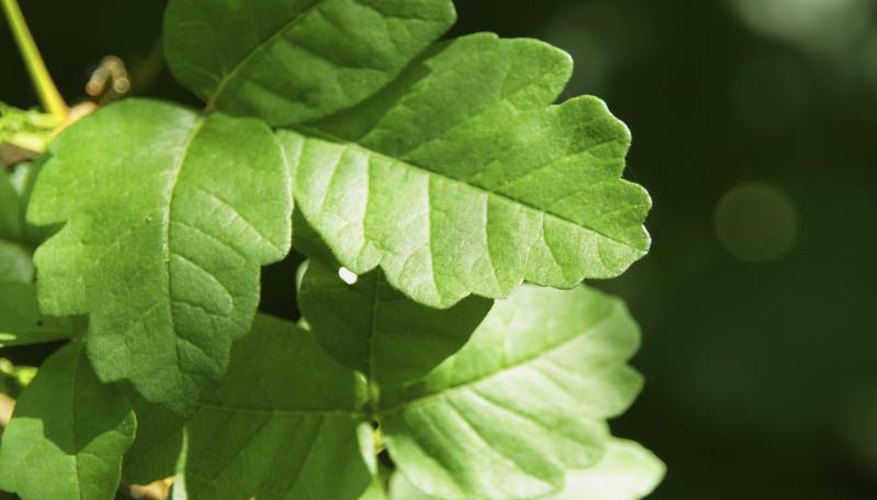 A close-up of poison oak leaves. A close-up of poison oak leaves.