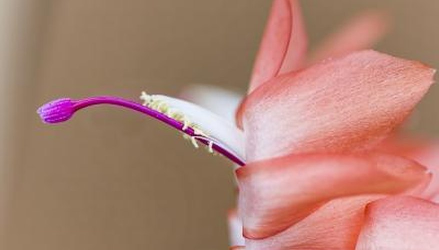 There are two distinct walls in the outer layer of pollen grains. There are two distinct walls in the outer layer of pollen grains.