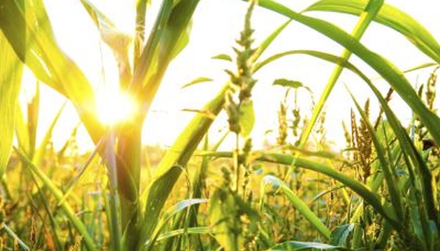 Corn plants use sunlight for photosynthesis. Corn plants use sunlight for photosynthesis.