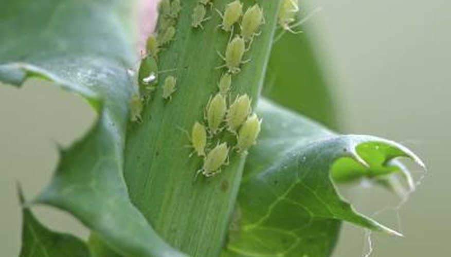 Close up of aphids on leaves Close up of aphids on leaves