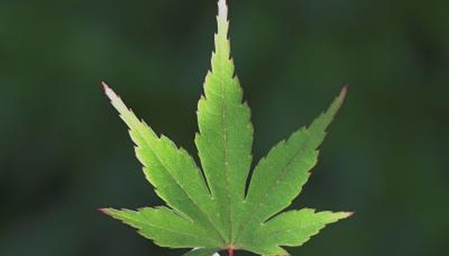 Photograph the leaves to help identify the tree. Photograph the leaves to help identify the tree.