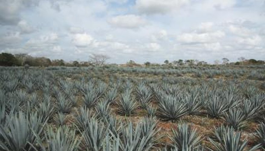 Field of tequila agave. Field of tequila agave.