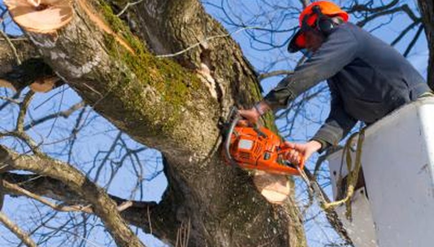 Professional trimming prices rise if there are obstacles or problems that interfere with their job. Professional trimming prices rise if there are obstacles or problems that interfere with their job.