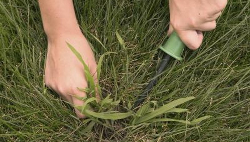 Pinpoint crabgrass. Pinpoint crabgrass.