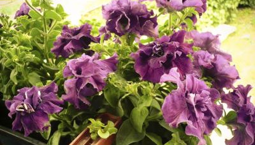 pink petunias pink petunias