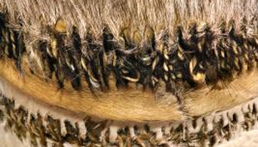 Stitched animal skins on an African drum Stitched animal skins on an African drum