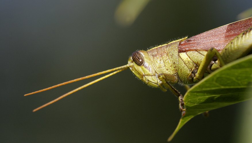 Chewing insects include grasshoppers, caterpillars and beetles. Chewing insects include grasshoppers, caterpillars and beetles.