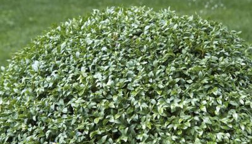 Common Boxwood hedge Common Boxwood hedge