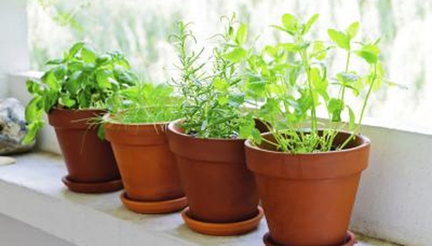 A window sill with potted herbs. A window sill with potted herbs.